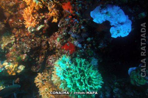 Autor: CONAIMA Titulo: Cala Ratjada