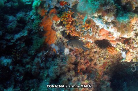 Autor: CONAIMA Titulo: Fula negra (Abudefduf luridis)