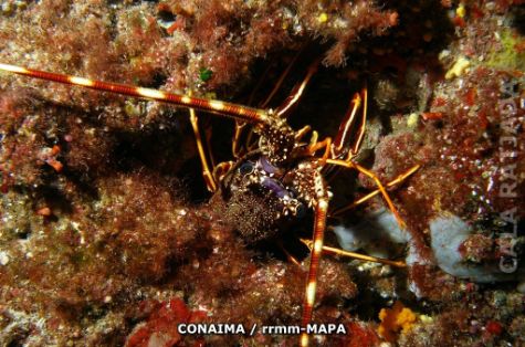 Autor: CONAIMA Titulo: Langosta (Palinurus elephas)