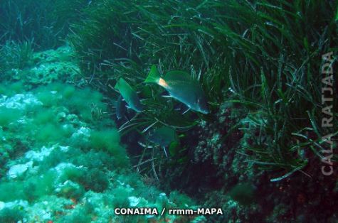 Autor: CONAIMA Titulo: Corvallos (Sciaena umbra)