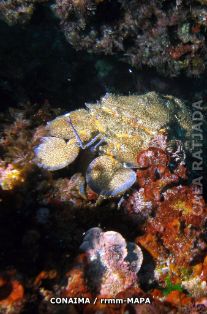 Autor: CONAIMA Titulo: Cigarra (Scyllarides latus)