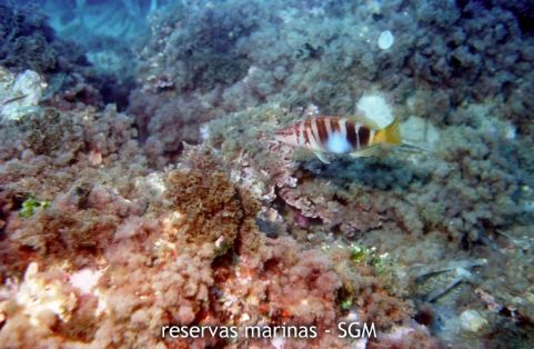 Autor: María Rosa Dolçet Olives Título: Serranido