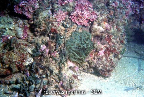 Autor: María Rosa Dolçet Olives Título: Anémona