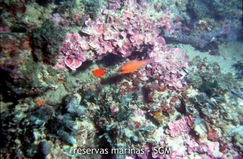 Autor: María Rosa Dolçet Olives Título: Salmonete real (Apogon imberbis)