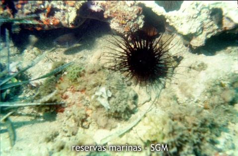 Autor: María Rosa Dolçet Olives Título: Erizo (Centrostephanus longispinus)