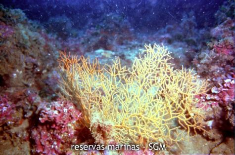 Autor: María Rosa Dolçet Olives Título: Gorgonia