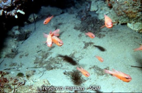 Autor: María Rosa Dolçet Olives Título: Salmonetes reales (Apogon imberbis)