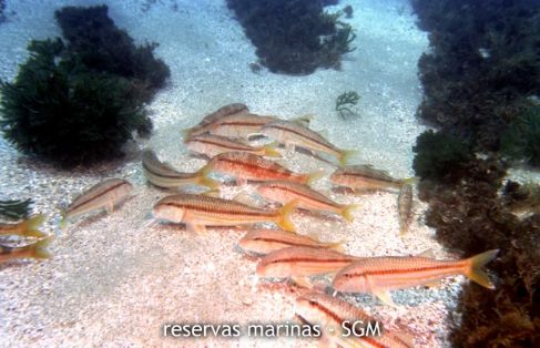Autor: María Rosa Dolçet Olives Título: Salmonetes de roca (Mullus surmuletus)