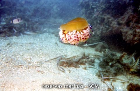 Autor: María Rosa Dolçet Olives Título: Medusa aguacuajada (Cotylorhiza tuberculata)