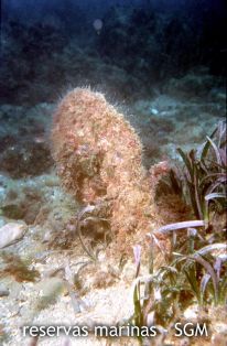 Autor: María Rosa Dolçet Olives Título: Nacra (Pinna nobilis)