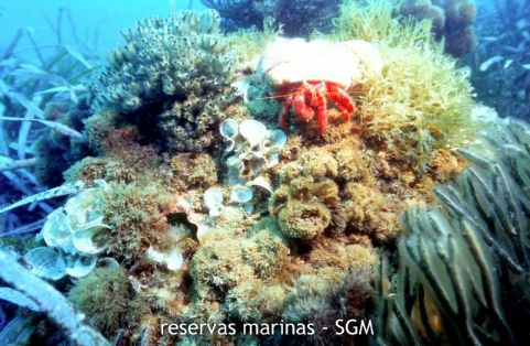 Autor: María Rosa Dolçet Olives Título: Cangrejo ermitaño (Dardanus calidus)