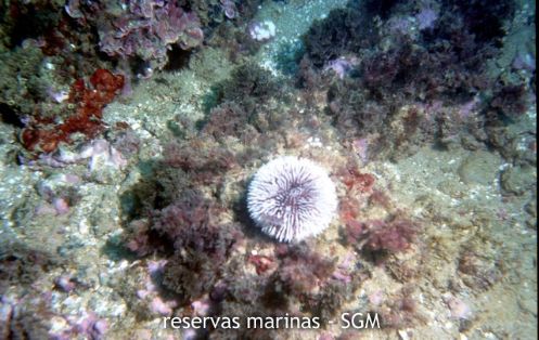 Autor: María Rosa Dolçet Olives Título: Erizo violáceo (Sphaerechinus granularis)