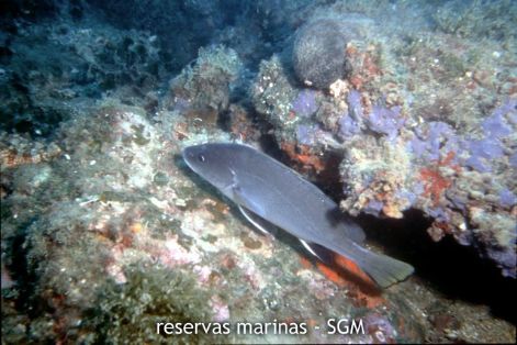 Autor: María Rosa Dolçet Olives Título: Corvallo (Sciaena umbra)