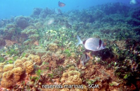 Autor: María Rosa Dolçet Olives Título: Mojarras (Diplodus vulgaris)