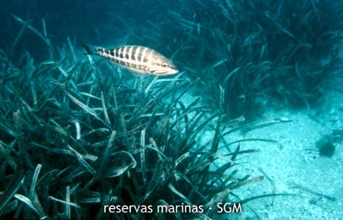 Autor: María Rosa Dolçet Olives Título: Serranido-posidonia