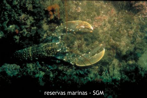Autor: María Rosa Dolçet Olives Título: Bogavante (Homarus gammarus)
