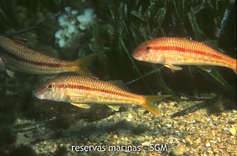 Autor: María Rosa Dolçet Olives Título: Salmonetes de roca (Mullus surmuletus)