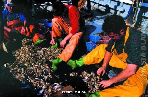 Autor: Desconocido Título: Sector pesquero