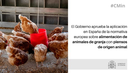 Hoy, en Consejo de Ministros