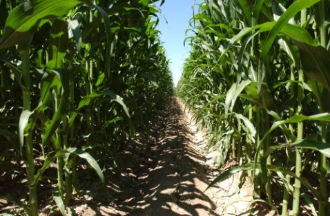 Para el desarrollo de la política española en materia de acceso a recursos fitogenéticos españoles para la agricultura y la alimentación 