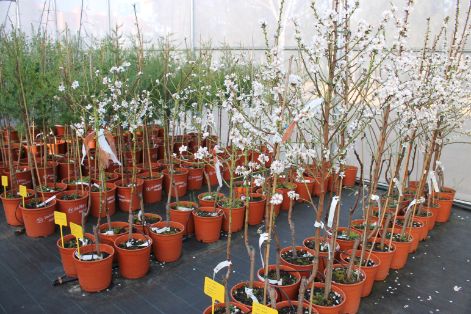 Valentín Almansa conocerá los estudios que se están realizando en Mallorca e Ibiza para contener la bacteria