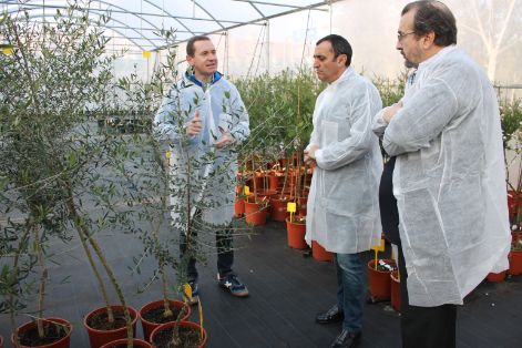 Valentín Almansa conocerá los estudios que se están realizando en Mallorca e Ibiza para contener la bacteria