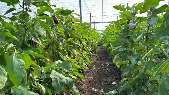 Financiadas con fondos Next Generation de la Unión Europea  