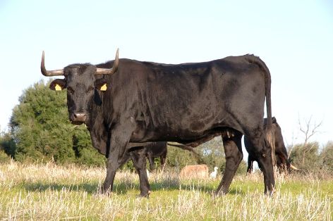 Sigue aumentando el número de razas ganaderas adheridas al logotipo 100% Raza Autóctona 