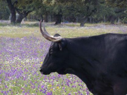 Sigue aumentando el número de razas ganaderas adheridas al logotipo 100% Raza Autóctona 