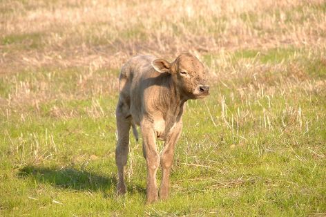 Sigue aumentando el número de razas ganaderas adheridas al logotipo 100% Raza Autóctona 