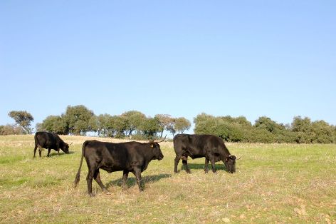 Sigue aumentando el número de razas ganaderas adheridas al logotipo 100% Raza Autóctona 