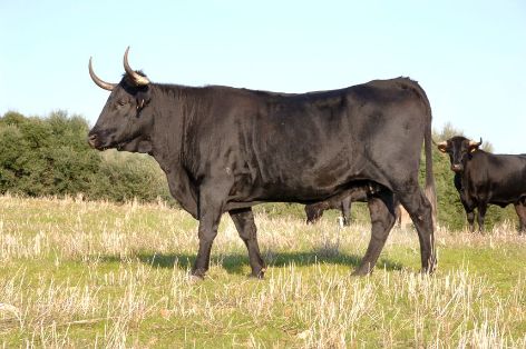 Sigue aumentando el número de razas ganaderas adheridas al logotipo 100% Raza Autóctona 