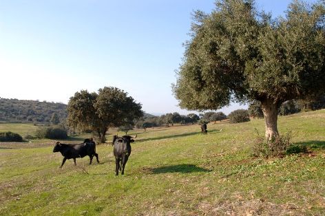 Sigue aumentando el número de razas ganaderas adheridas al logotipo 100% Raza Autóctona 