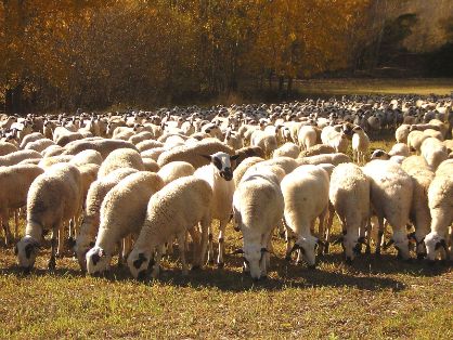 EN LA REUNIÓN DEL COMITÉ PERMANENTE DE SANIDAD VEGETAL, SANIDAD ANIMAL, ALIMENTOS Y PIENSOS (PAFF) DE LA UE, CELEBRADA EN BRUSELAS