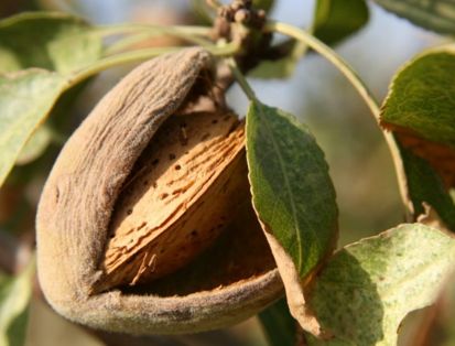 Publicada una nueva resolución de pago en la sede electrónica del FEGA