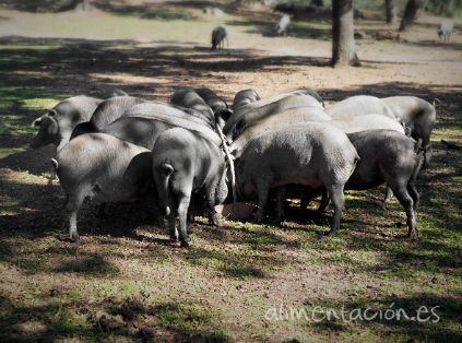 Consejo de Ministros