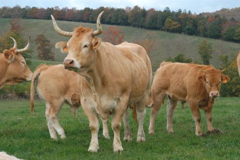 Hoy, en Consejo de Ministros