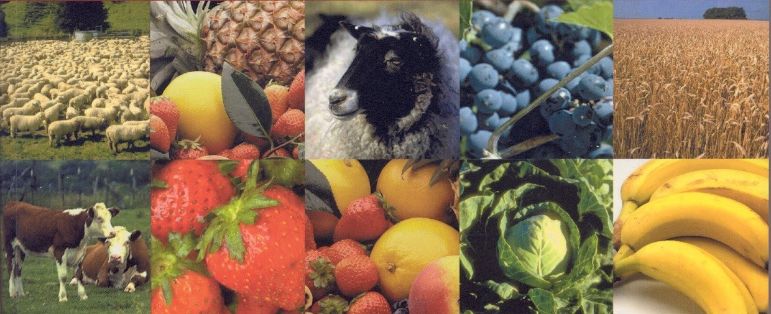 Red Contable Agraria Nacional – Resultados provisionales 2019