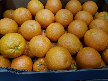 El director general de Sanidad de la Producción Agraria visita Almassora (Castellón)