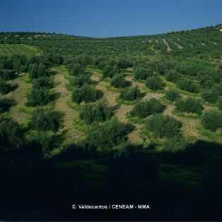 Nota informativa sobre envíos de semillas no solicitadas de terceros países por riesgo de sanidad vegetal