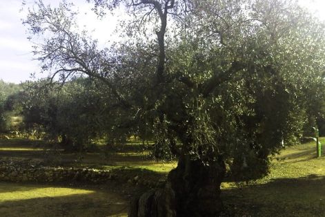 Aprobado por el Grupo de Asesoramiento Científico del SIPAM 