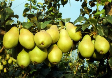 Tras un largo proceso de negociación entre los ministerios de Agricultura de ambos países   