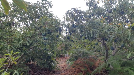 El reglamento se ha publicado hoy en el Diario Oficial de la UE 	