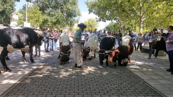 HOY, EN LA INAUGURACIÓN DE LA FERIA INTERNACIONAL GANADERA Y 565 TRADICIONAL DE SAN MIGUEL EN ZAFRA (BADAJOZ) 