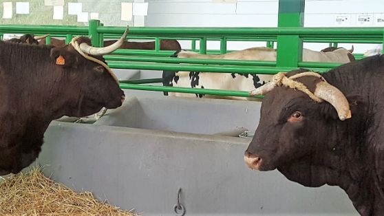 HOY, EN LA INAUGURACIÓN DE LA FERIA INTERNACIONAL GANADERA Y 565 TRADICIONAL DE SAN MIGUEL EN ZAFRA (BADAJOZ) 