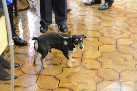 Hoy, en la firma de los Protocolos de adhesión para la tenencia responsable de los animales de compañía 