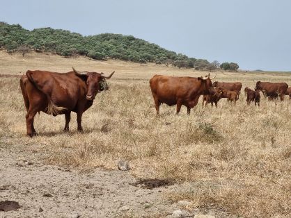 HOY, EN SU VISITA A DISTINTAS EMPRESAS EN ALCALÁ DE LOS GAZULES (CÁDIZ)