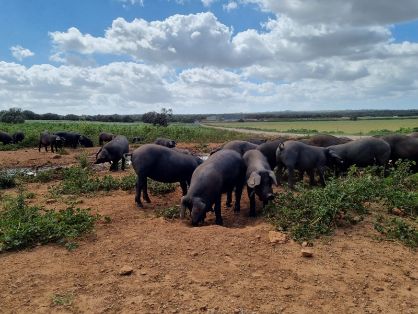 Hoy, en una visita a Mallorca 