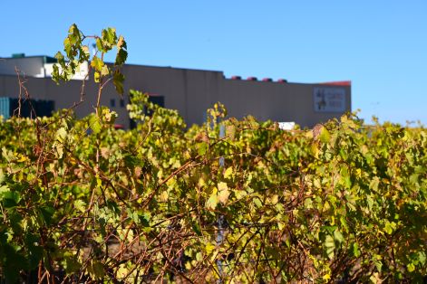 Hoy, en La Seca (Valladolid) en la inauguración de las nuevas instalaciones de Bodegas Cuatro Rayas