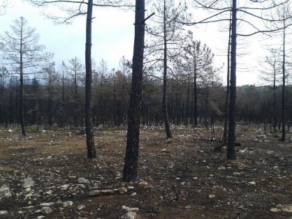 EL INCENDIO OCURRIÓ EN AGOSTO DE 2017 